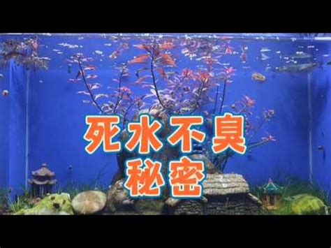 死水養魚|死水池塘怎麼改善水質，水質不好怎麼辦